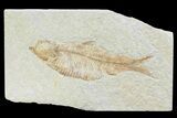 Knightia Fossil Fish - Wyoming #74130-1